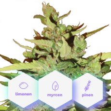 Auto White Haze CBD - autoflowering seeds 3 pcs Cannapio