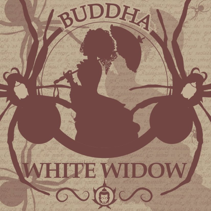 Buddha White Widow, 3 ks, Buddha Seeds