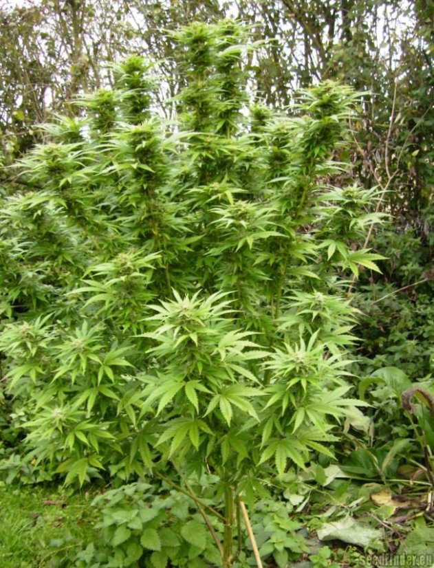 Sweet Cheese Fast Version - semillas feminizadas 5 pcs Sweet Seeds