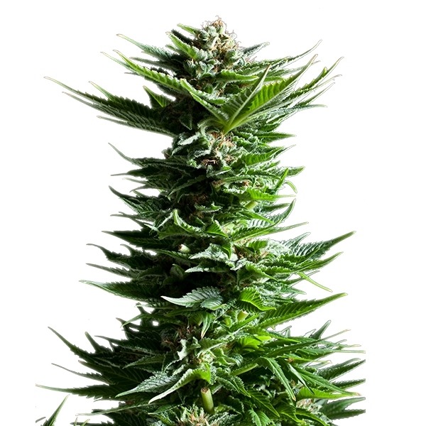 Shining Silver Haze - feminizovaná semínka 10 ks Royal Queen Seeds