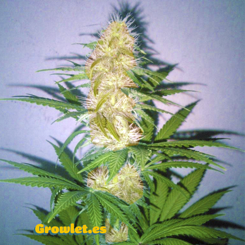 NYC Diesel Auto (dříve Ice Cool Auto) - feminizovaná a samonakvétací semínka 5ks Sweet Seeds