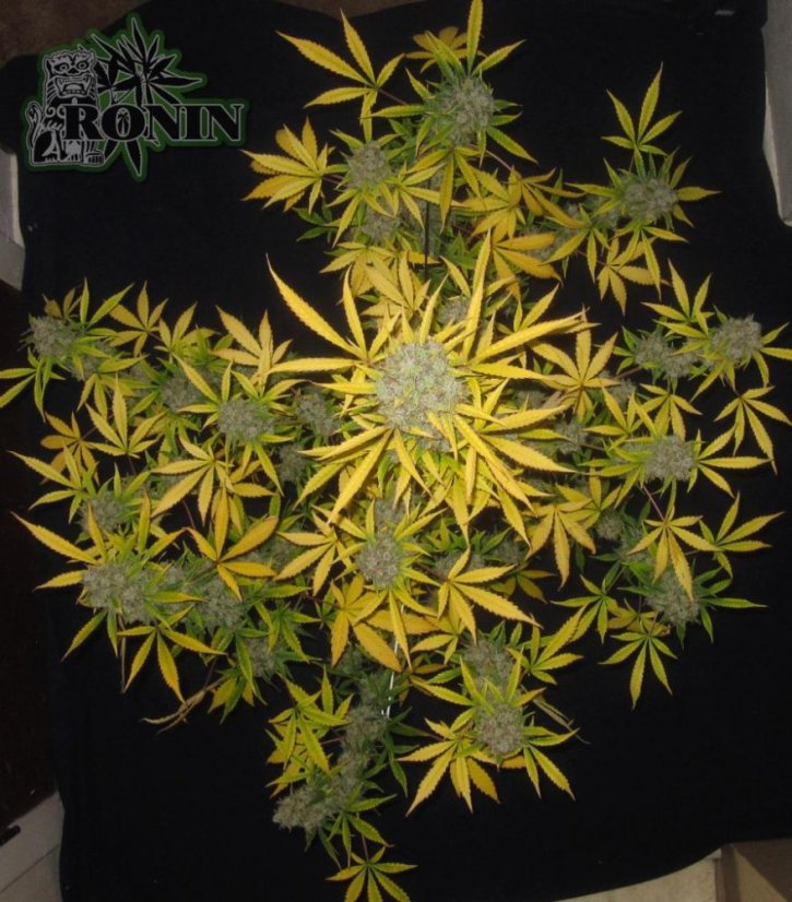 White Widow XXL Auto - fem. a autoflowering semienka 3ks Dinafem