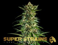 Super Strains 7th Wave Feminized Seeds