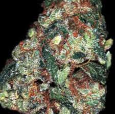 Red Diesel  – feminizovaná semínka 5 ks Barney Farms