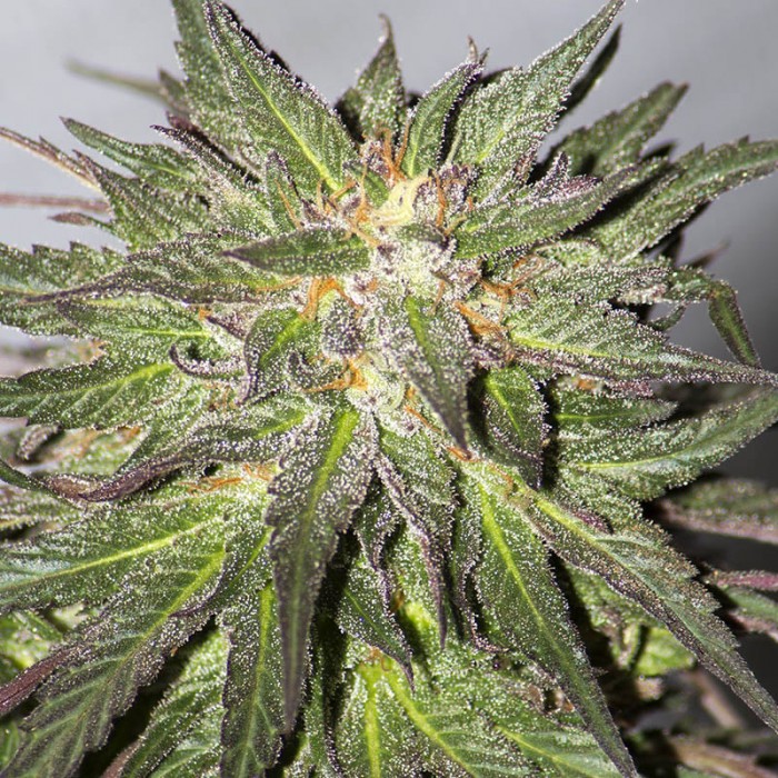 Critical Mass CBD - feminizované semienka 10ks Dinafem