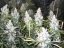 Amnesia Haze 10 ks (Indoor), regulárny semená Hy-Pro