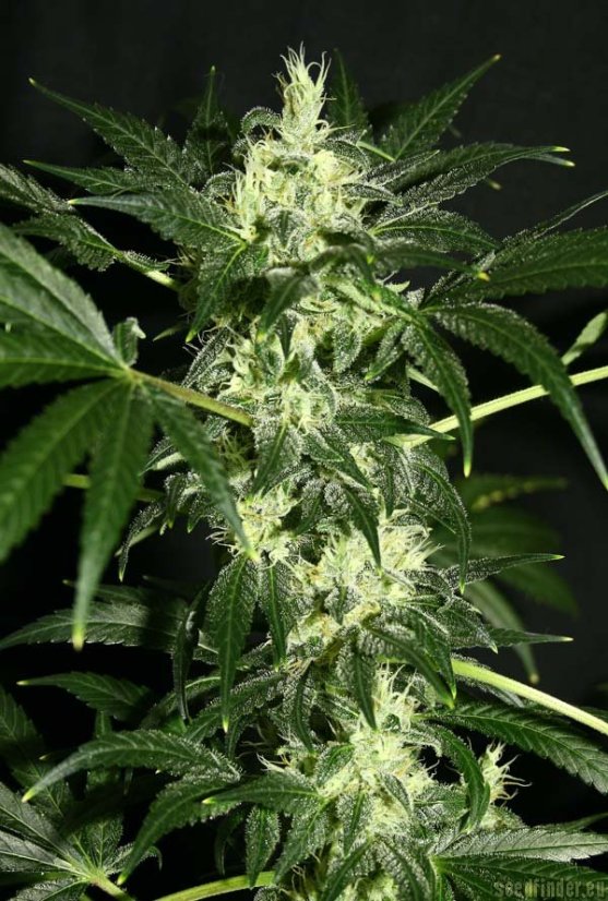 Dutch Dragon 3 ks, feminizované semená Paradise Seeds