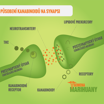 Úvod do Endokanabinoidného Systému