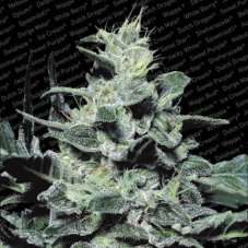 Nebula - Feminized seeds 5 pcs Paradise Seeds