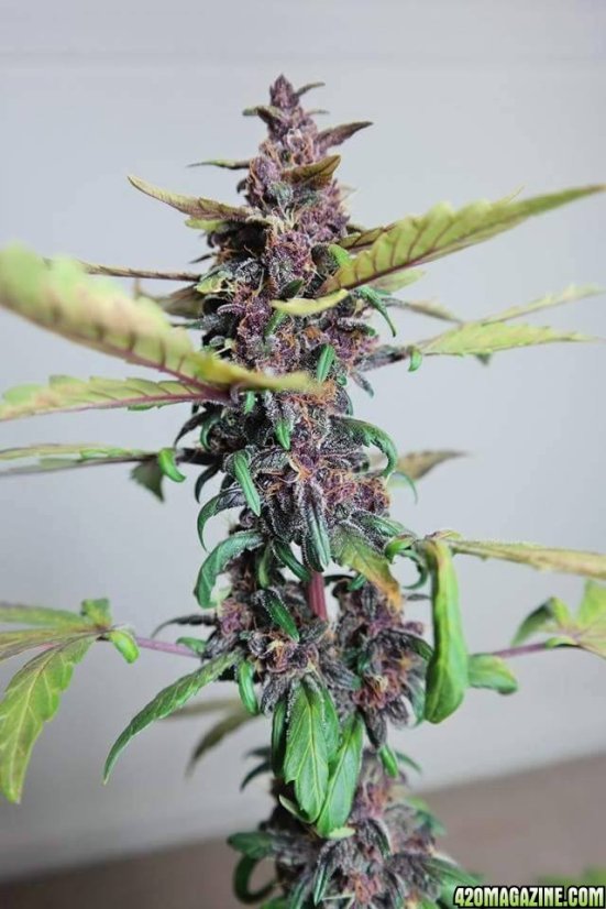 Bloody Skunk Auto - samonakvétací semínka 5 ks Sweet Seeds