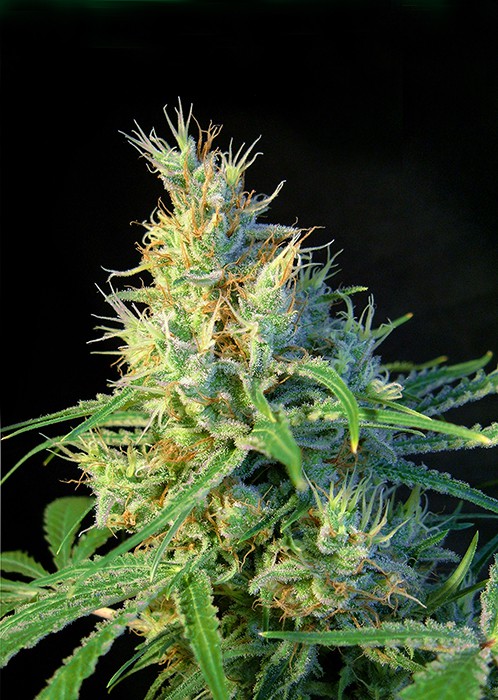 Psicodelicia - Feminisierte Samen 5ks Sweet Seeds