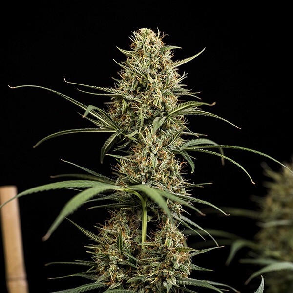 HulkBerry Automatic -  samonakvitnúce semienka 3 ks Royal Queen Seeds
