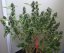 707 Headband - feminizovaná semienka 3ks Humboldt