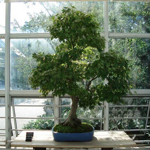 Maple (plant: Acer oblongum) - seeds 5 pieces