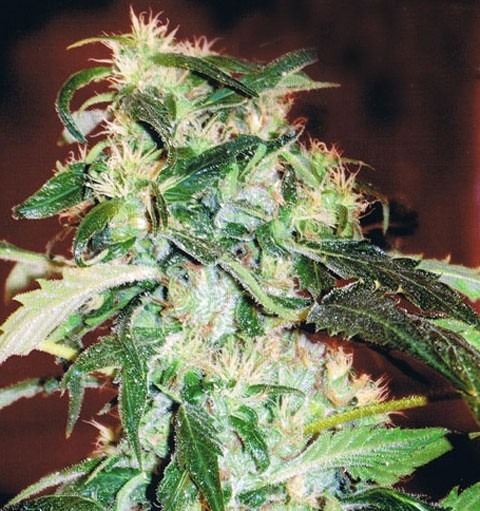 Jack 47 – feminizované semienka 10 ks Sweet Seeds
