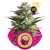 Amnesia Haze - feminized seeds 5 pcs Royal Queen Seeds