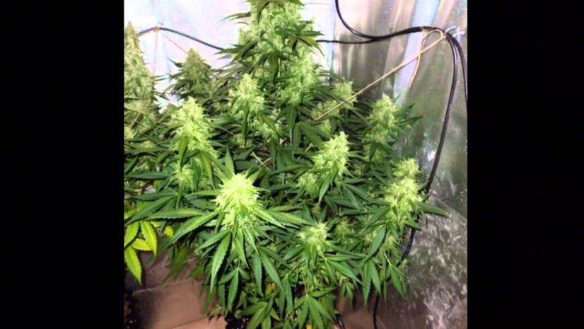 AutoDurban Poison®- autoflowering semienka 3ks Dutch Passion