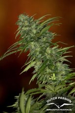 Skunk 1 - Standardized Seeds 10 pcs Dutch Passion