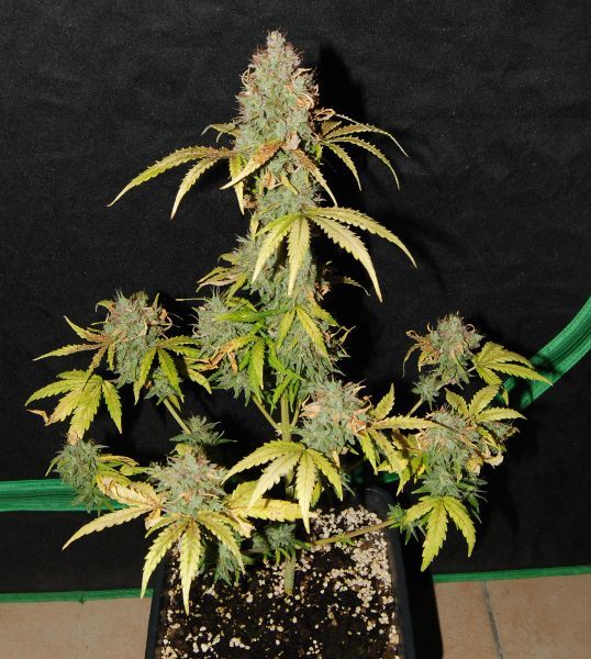 Big Devil Auto - 3 ks fem. a samonakvétacie semená Sweet Seeds