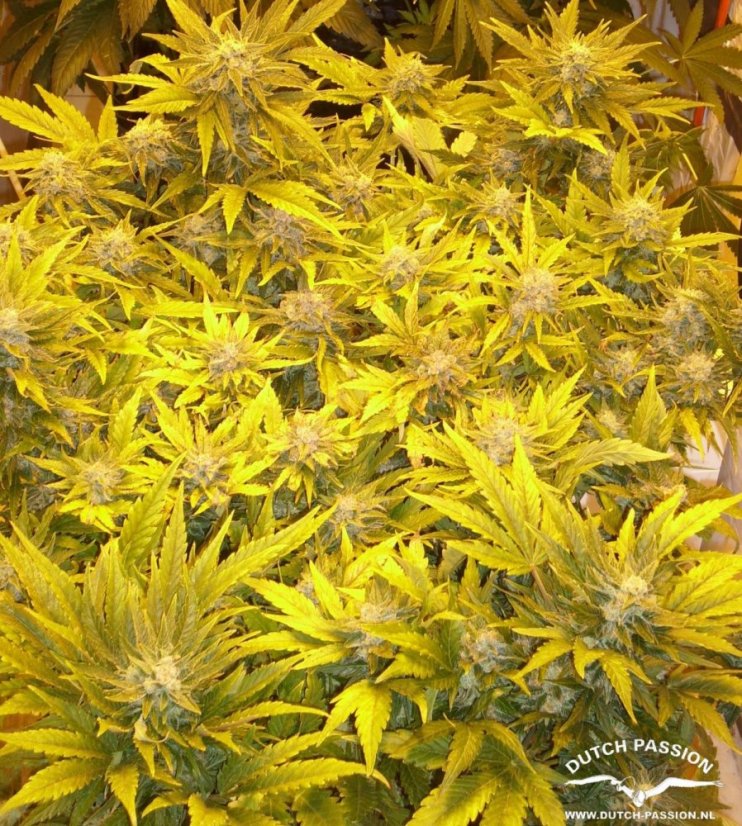 AutoWhite Widow®- samonakvétacie semienka 3 ks Dutch Passion