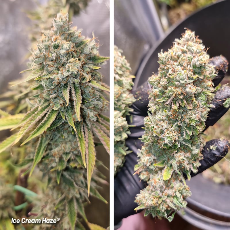 Ice Cream Haze Feminisierte Samen - 3