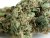 Original Skunk 1 - nasiona regularne 10 szt Seedsman