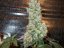 Bubba Kush - feminizovaná semienka 3ks Humboldt