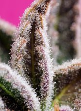 Sweet Seeds Jealousy Z XL Auto samonakvétací semena