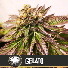 BlimBurn Seeds Gelato feminizovaná semena