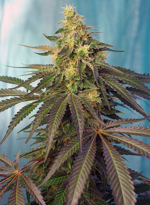 Cream Caramel CBD - feminizovaná semínka 5 ks Sweet Seeds