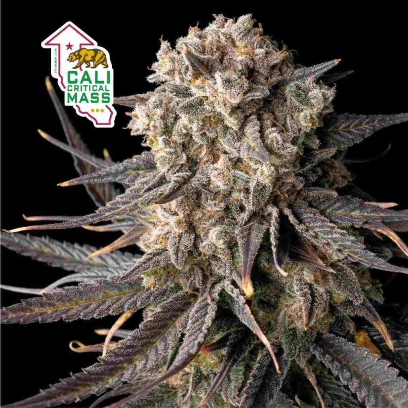 Cali Critical Mass Feminizowane Nasiona - 3