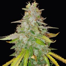 Niagara - autoflowering semena 3 ks, Doctor's Choice