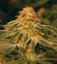 Vanilla Kush – feminizované semienka 10 ks Barney's Farm