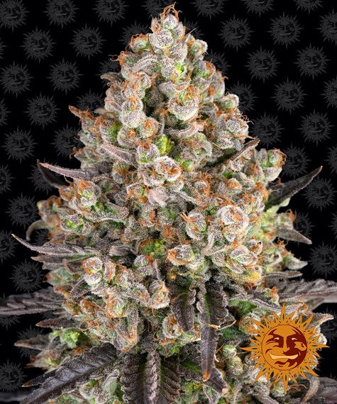 OG Kush - feminizované semená 10ks Barney´s Farm