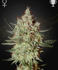 Super Lemon Haze x GMO Feminisierte Samen