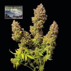 Northern Lights Auto Feminizowane Nasiona - 1