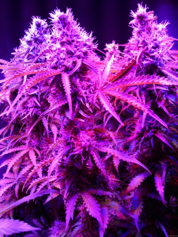 Northern Light Automatic - samonakvétací semínka 3 ks Royal Queen Seeds