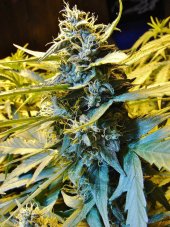 T.H. Seeds Auto Northern HOG samonakvétací semena