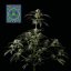 Peyote Wi-fi - feminisierte Cannabis-Samen 5Stck, Seedsman