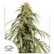 Ice Cream Haze Feminisierte Samen - 5