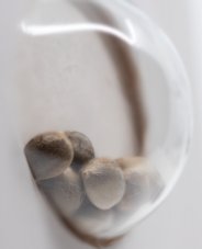 White Cheese - Feminizovaná semena konopí 5 ks, Sensi Seeds
