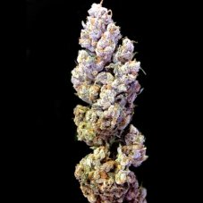 DNA Genetics Crocketts Sour Tangie regulérní semena