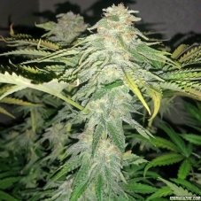 Critical Kush - feminisierte Samen 3 Stück Dinafem