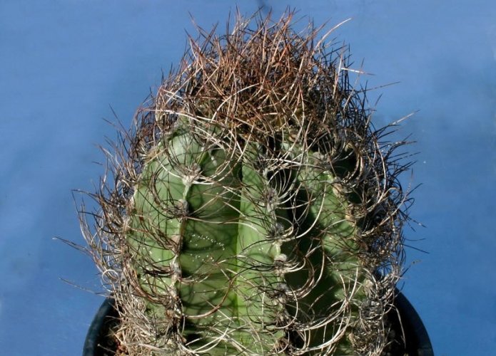 Kaktus Senile (Pflanze: Astrophytum senile) - 6 Samen von Kaktus