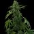 Pineapple Express – samonakvetací semínka 3ks Barney's Farm