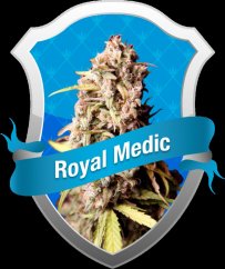Royal Medic - feminizovaná semínka 3ks Royal Queen Seeds