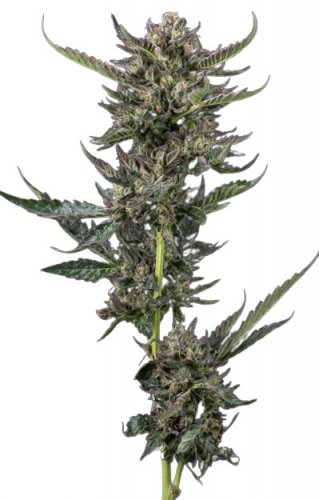 Notorious THC - feminized marijuana seeds 10 pcs Humboldt Seed Company