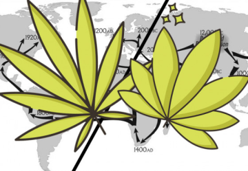 Indica vs. Sativa: pôvod, použitie a účinky