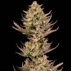Purple Punch F1 Fast Feminizowane Nasiona - 3