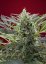 Cream 47 – feminizované semienka 5 ks Sweet Seeds